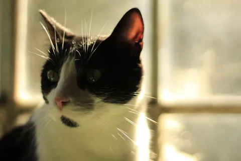 Gatos 
