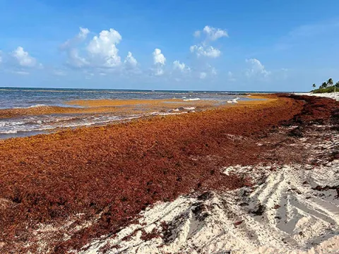 Sargazo en el Caribe mexicano.