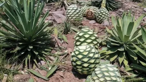 Piñas de Agave 