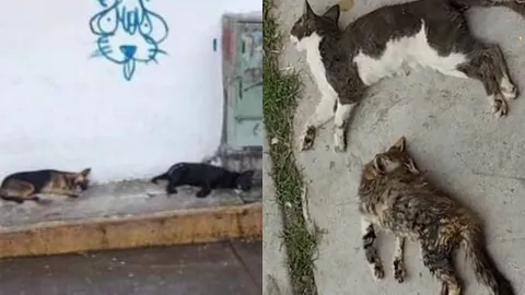 Mascotas envenenadas en Guanajuato 