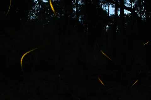 Descubren nueva especie de luciérnaga en el Bosque de Chapultepec.