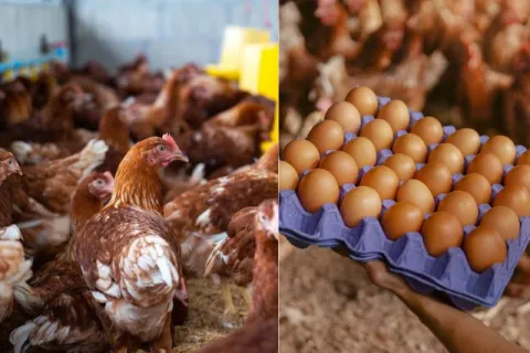 aves y huevos