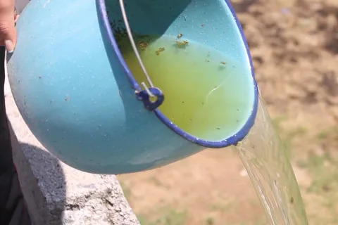 dengue