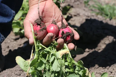 Un día como hoy se conmemora el Día Mundial de la Agricultura.