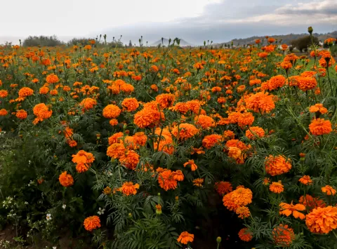Así lucen los campos de cempasúchil en San Pedro Cholula, Puebla.