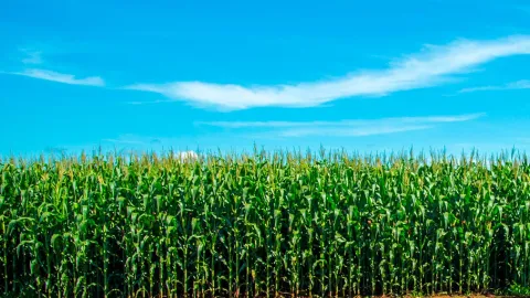 El maíz, base cultural y alimentaria, vive un proceso de desterritorialización.