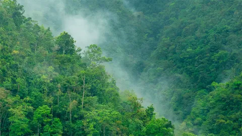 Las plantas, como cualquier otra especie en el planeta, migran con el paso del tiempo.