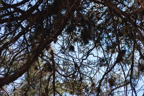 El heno motita, planta común en Tlaxcala que puede afectar a los árboles si se propaga en exceso.