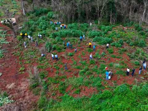 Jornada de reforestación en Yucatán.
