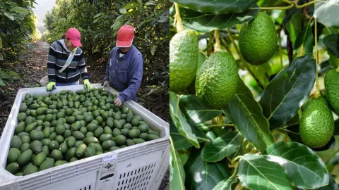 Secretaría de Agricultura busca garantizar exportación sustentable de aguacate 