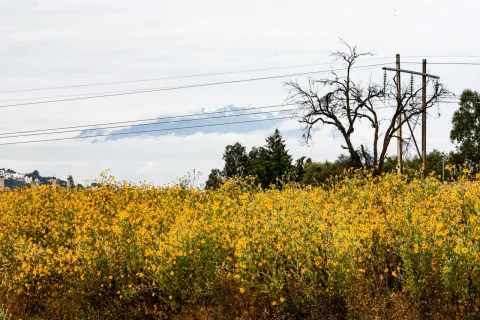 La flor de otoño tiñe de amarillo los campos de Tlaxcala