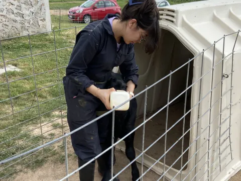 La mayoría de las y los estudiantes en la carrera de Medicina Veterinaria son mujeres.