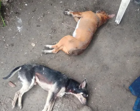 perros