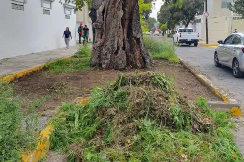 Denuncian destrucción de vegetación en área del fresno de Estomatología de la BUAP en Puebla.