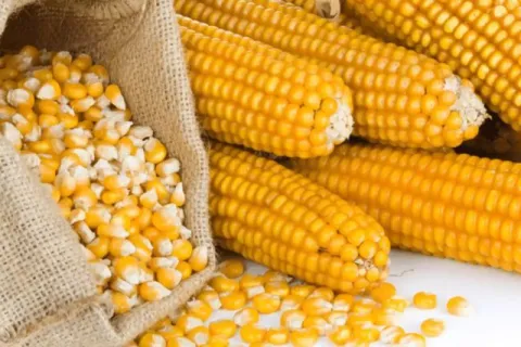 maíz