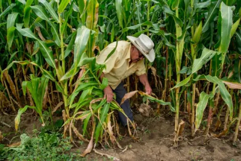 milpa