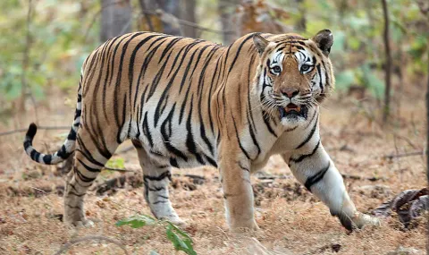 Fue encontrado muerto el Tigre de Bengala que se había escapado del Zoológico ANIMALIA en Xicotepec, Puebla.