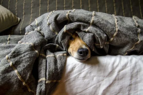 perro