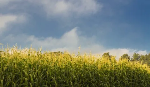 Se establece un precio piso de 6,050 pesos por tonelada para el maíz blanco en Guanajuato, Jalisco y Michoacán.