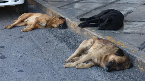 Alertan sobre maltrato animal por mantener perros sin sombra en Tlaxcala.