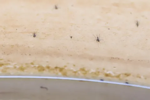 Los casos de Dengue en México pasaron de 110 mil 281 en 2024 a 18 mil 048 en este año.