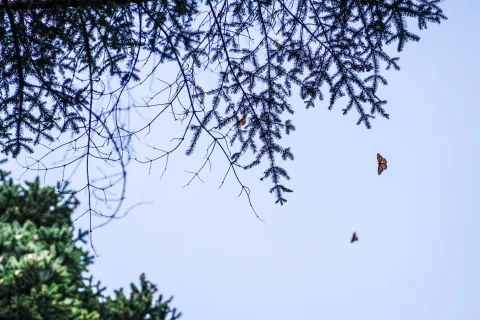 La hibernación de la mariposa monarca ocurre en los bosques de Oyamel del centro de México (Michoacán y Estado de México) desde noviembre hasta marzo.