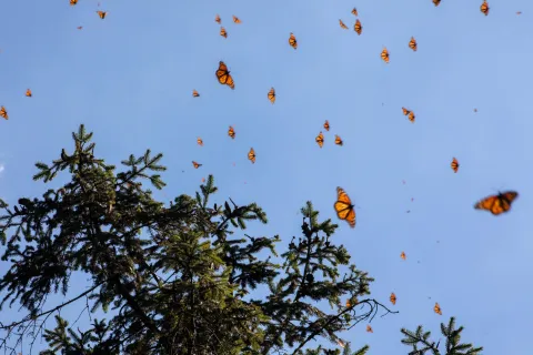 Apertura Oficial de los Santuarios de la Mariposa Monarca para la Temporada de Hibernación 2025-2026.