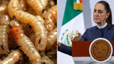 Sheinbaum debatirá con EU el cierre de la frontera por gusano barrenador 