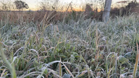 Primeras heladas cubren cultivos en algunos municipios en el norte del estado de Tlaxcala.