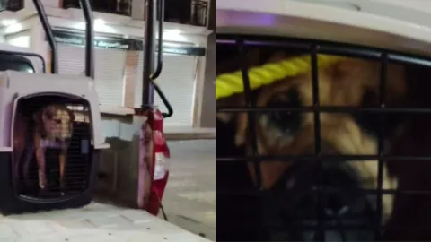 Activistas denuncian al Ayuntamiento de Chignahuapan por maltrato animal 