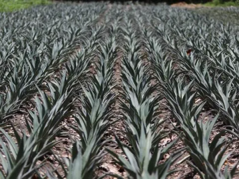 agave