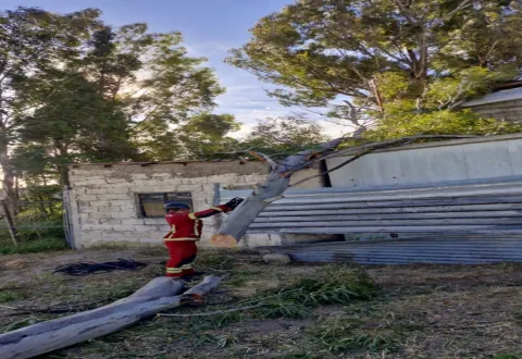 Vientos derriban un árbol en la junta auxiliar de San Jerónimos Caleras, en Puebla, no hubo personas lesionadas.