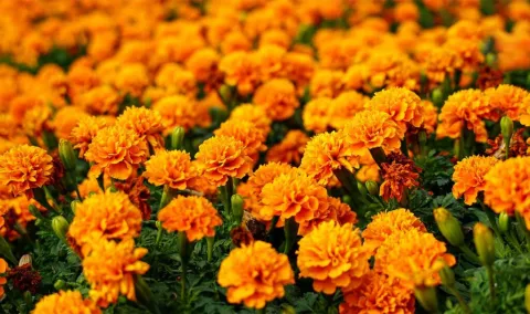 El cempasúchil ilumina y guía el camino de las almas de regreso a su hogar.