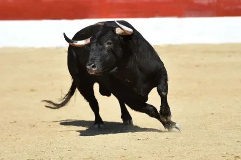 corrida de toros