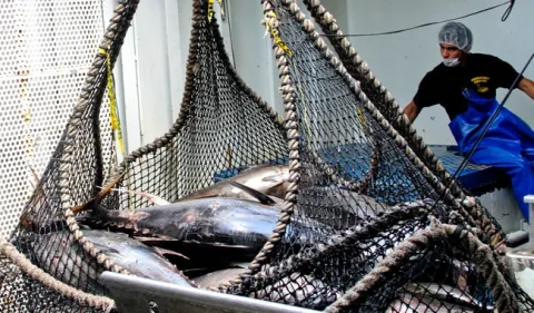 Se permite la captura de caracoles, langosta, langostino, lisa, liseta, y ostión.