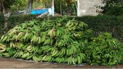 Productores de plátano en Chiapas piden ayuda ante los hostiles aranceles de EU  