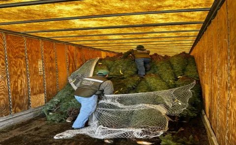 "Verificando tu árbol protegemos nuestros bosques": Profepa concluye operativo de verificación de árboles de Navidad importados.