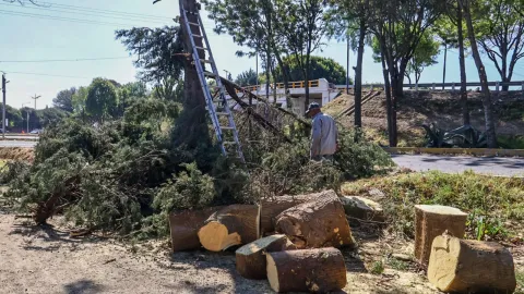 Poda y retiro de árboles como parte de la remodelación en El Trébol.