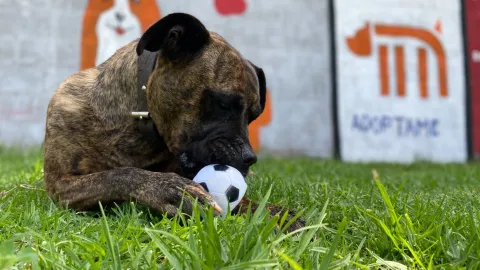 En 2025, autoridades de la CDMX rescataron 70 perros perdidos en el Metro