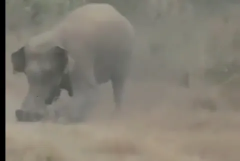 elefante
