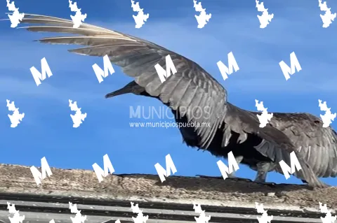 Un zopilote fue captado en el techo de una vivienda en la comunidad de San Rafael Tlanalapan.