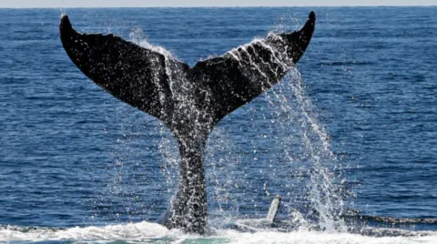 ballena-sdp