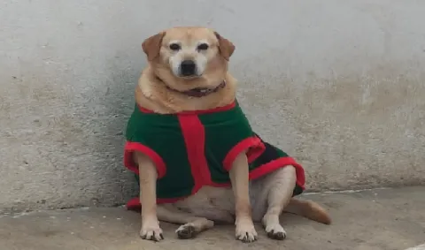 perro navideño