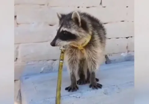 Profepa ya investiga la venta de un mapache en Tehuacán.