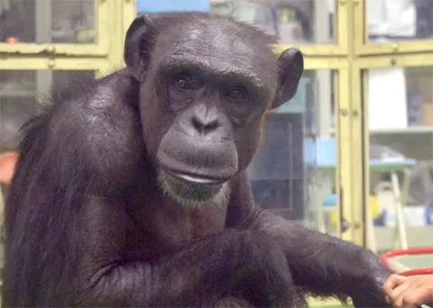 chimpance