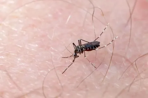 dengue