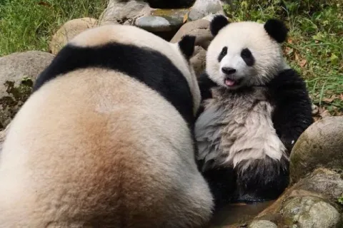 panda