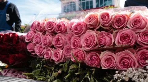 Aumenta la venta de Rosas en el estado de Tlaxcala.