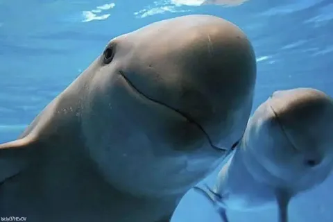 GIS avanza hacia una conservación efectiva de la vaquita marina que brinde bienestar a las comunidades.