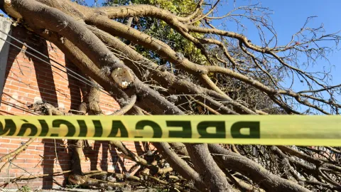 Se activa Alerta Amarilla por pronóstico de vientos fuertes en la CDMX.